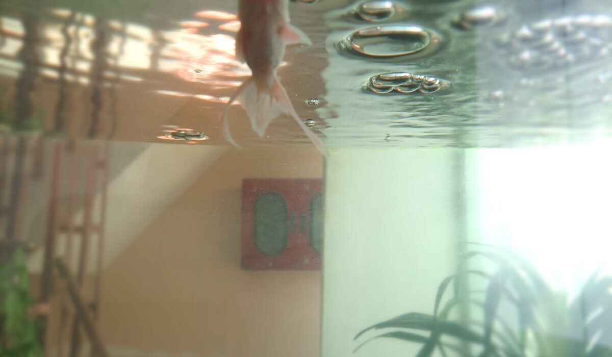 The Fickle Fish